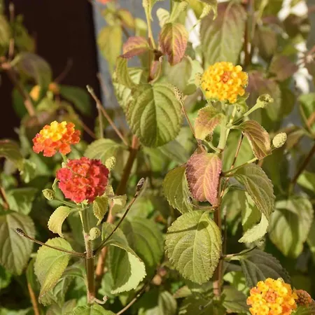 Modautaler Sonnenhang *