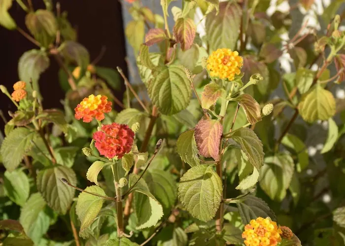 Modautaler Sonnenhang *